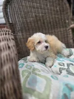 Twinky blue eyes, a female Poodle - Toy  and Miniature Aussiedoodle for sale in Russellville, KY – 4 of 5
