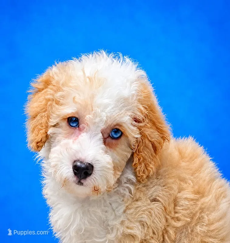 Twinky blue eyes – Poodle - Toy , Miniature Aussiedoodle puppy for sale in Russellville, KY