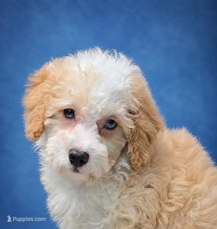 Twinky blue eyes – Poodle - Toy , Miniature Aussiedoodle puppy for sale in Russellville, KY
