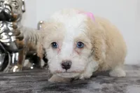 Twinky, a female Poodle - Toy  and Miniature Aussiedoodle for sale in Russellville, KY – Photo 2 of 5