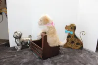 Twinky, a female Poodle - Toy  and Miniature Aussiedoodle for sale in Russellville, KY – Photo 5 of 5