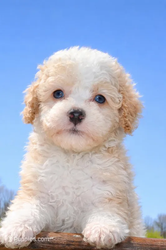 Twinky blue eyes – Poodle - Toy , Miniature Aussiedoodle puppy for sale in Russellville, KY