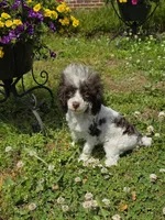 Tito, a male Poodle - Toy  for sale in Russellville, KY – 7 of 7