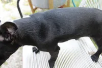 Bossy, a female Boston Terrier for sale in Russellville, KY – 4 of 8