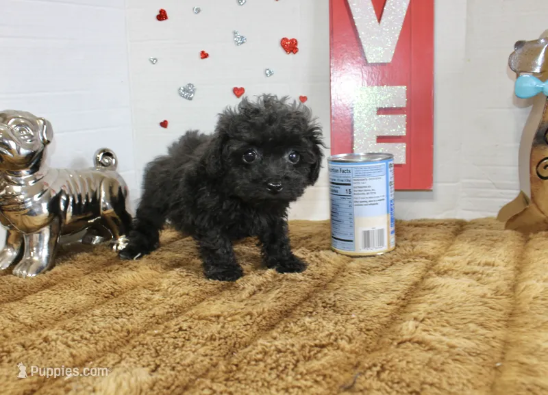 Sweetie pie Toy size 4 lb grown – Yorkipoo, Poodle - Toy  puppy for sale in Russellville, KY