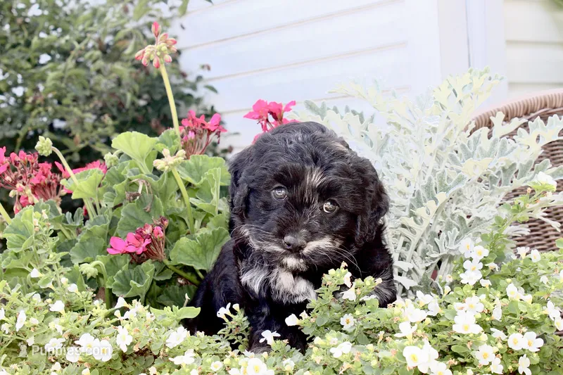 Stella – Cockapoo, Poodle - Toy  puppy for sale in Russellville, KY