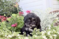 Stella (merel), a female Cockapoo and Poodle - Toy  for sale in Russellville, KY – 2 of 7