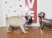 Pugtunia, a female Pug for sale in Russellville, KY – 9 of 9