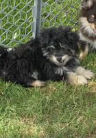Pomzie, a male Pomapoo and Pomeranian for sale in Russellville, KY – 7 of 7
