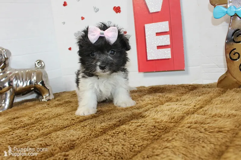 Pip – Maltipoo, Maltese puppy for sale in Russellville, KY