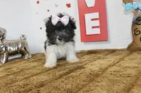 Pip, a female Maltipoo and Maltese for sale in Russellville, KY – 3 of 6