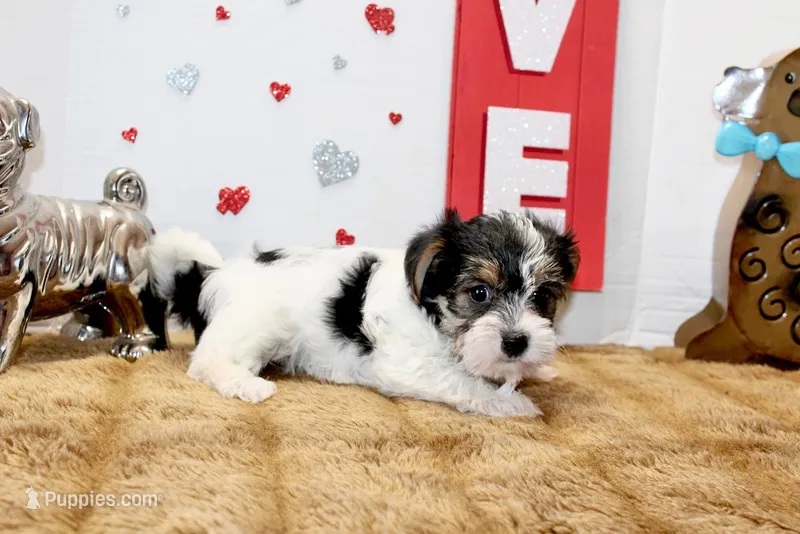 Daisy ( toy size) – Yorkshire Terrier, Morkie puppy for sale in Russellville, KY