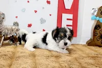 Daisy ( toy size), a female Yorkshire Terrier and Morkie for sale in Russellville, KY – 2 of 5