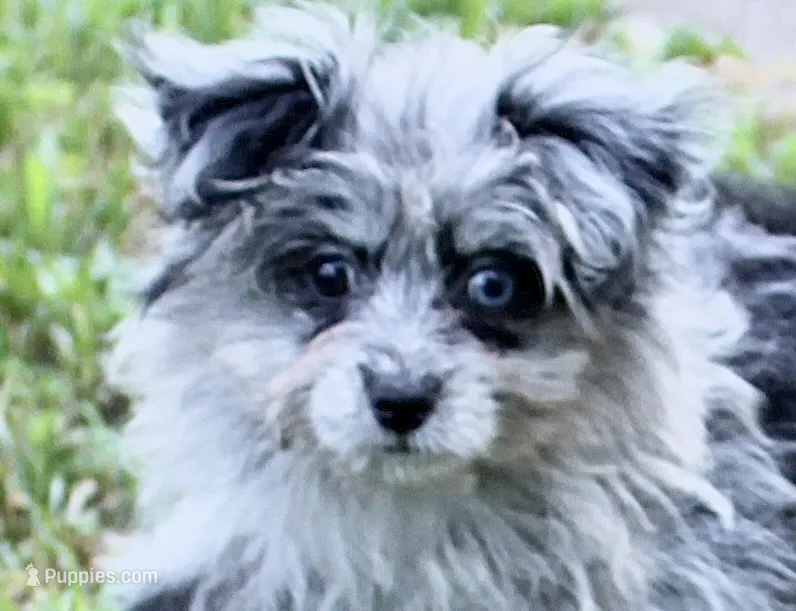 Beebee ,(blue eye) – Pomapoo, Pomeranian puppy for sale in Russellville, KY