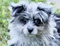 Beebee ,(blue eye), a female Pomeranian and Poodle - Toy  for sale in Russellville, KY – 3 of 9