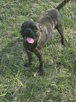 Roody, a male Boston Terrier and Pug for sale in Russellville, KY – 5 of 5