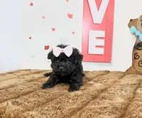 Sweetie pie Toy size 4 lb grown, a female Yorkipoo and Poodle - Toy  for sale in Russellville, KY – 4 of 4