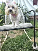 Princess fluff, a female Cockapoo and Cocker Spaniel for sale in Russellville, KY – 7 of 9