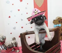 Puggy, a male Pug for sale in Russellville, KY – Photo 2 of 6