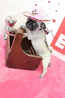 Puggy, a male Pug for sale in Russellville, KY – Photo 6 of 6