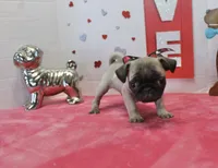 Puggy, a male Pug for sale in Russellville, KY – Photo 3 of 6