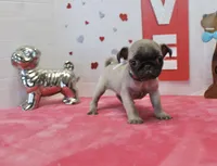 Puggy, a male Pug for sale in Russellville, KY – Photo 4 of 6