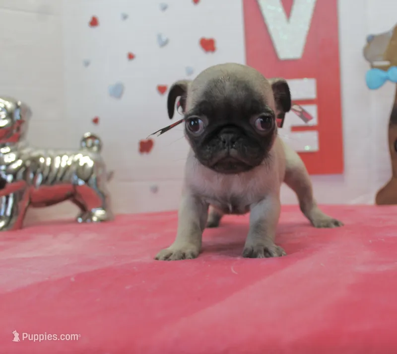 Puggy, a male Pug for sale in Russellville, KY – Photo 1 of 6