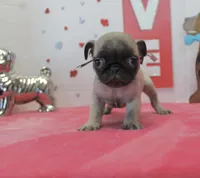 Puggy, a male Pug for sale in Russellville, KY – Photo 1 of 6