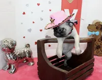 Puggy, a male Pug for sale in Russellville, KY – Photo 5 of 6