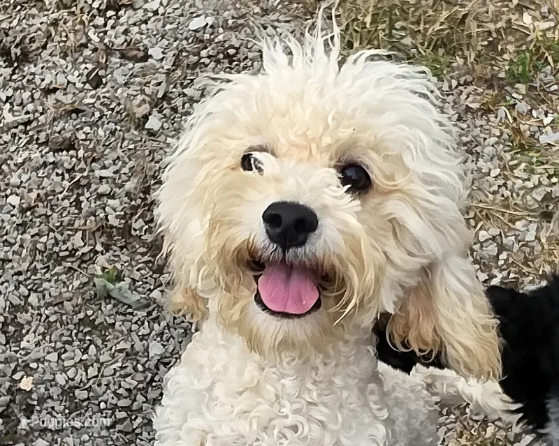 Princess fluff – Cockapoo, Cocker Spaniel puppy for sale in Russellville, KY