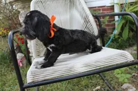 Stella, a female Cockapoo and Cocker Spaniel for sale in Russellville, KY – 8 of 9