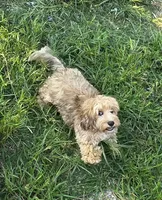 Puppers, a male Cockapoo and Poodle - Toy  for sale in Russellville, KY – 4 of 5