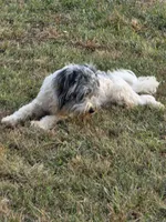 Buddy (blue Merle parti), a male Maltipoo and Maltese for sale in Russellville, KY – 10 of 10