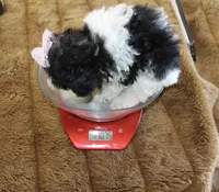 Feebee Toy size 4.5 lbs full , a female Yorkipoo and Poodle - Toy  for sale in Russellville, KY – 4 of 5