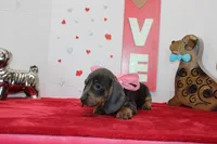 Bluebell, a female Miniature Dachshund for sale in Russellville, KY – Photo 5 of 6
