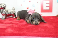 Bluebell, a female Miniature Dachshund for sale in Russellville, KY – Photo 4 of 6