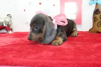 Bluebell, a female Miniature Dachshund for sale in Russellville, KY – Photo 2 of 6