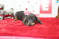 Bluebell, a female Miniature Dachshund for sale in Russellville, KY – Photo 3 of 6