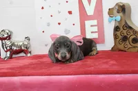 Bluebell, a female Miniature Dachshund for sale in Russellville, KY – Photo 1 of 6