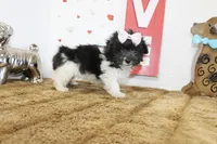 Pip, a female Maltipoo and Maltese for sale in Russellville, KY – 4 of 6