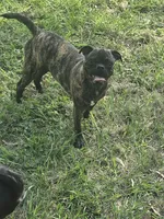 Roody, a male Boston Terrier and Pug for sale in Russellville, KY – 4 of 5
