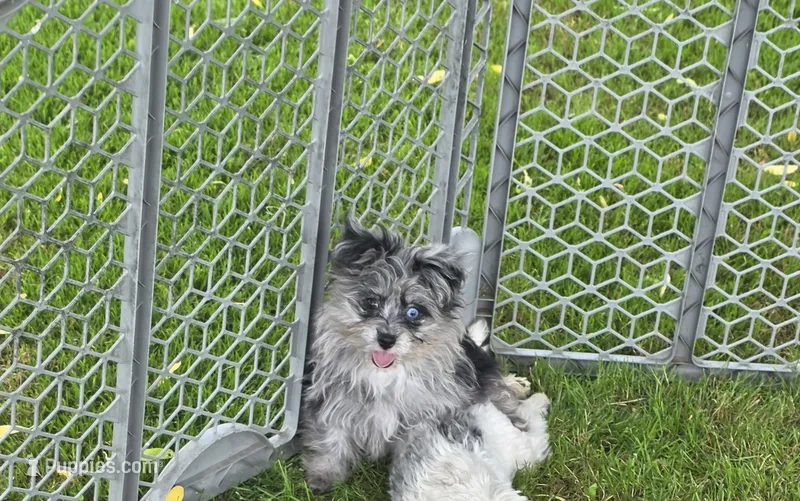 Beebee ,(blue eye) – Pomapoo, Pomeranian puppy for sale in Russellville, KY