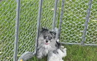 Beebee ,(blue eye), a female Pomeranian and Poodle - Toy  for sale in Russellville, KY – 2 of 9