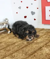 Loui, a male Poodle - Miniature  for sale in Russellville, KY – 2 of 6