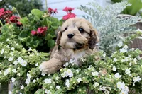 Peter Pan(chocolate merel), a male Cockapoo and Poodle - Toy  for sale in Russellville, KY – 3 of 8