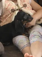 Oscar Myer, a male Miniature Dachshund for sale in Russellville, KY – 8 of 8