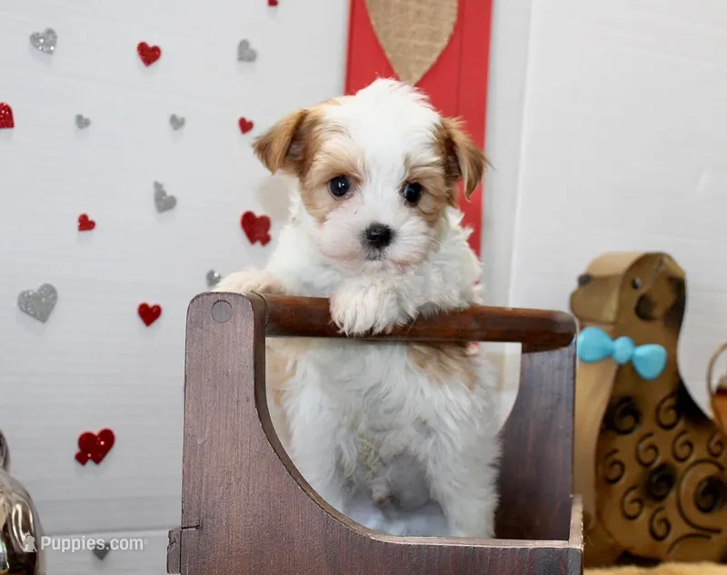 Spot (toy size) – Yorkshire Terrier, Morkie puppy for sale in Russellville, KY