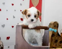 Spot (toy size), a male Yorkshire Terrier and Morkie for sale in Russellville, KY – 1 of 6