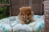 Delilah, a female Pomeranian for sale in Russellville, KY – Photo 8 of 8