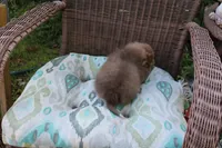 Kit Kat, a male Pomeranian for sale in Russellville, KY – Photo 8 of 8